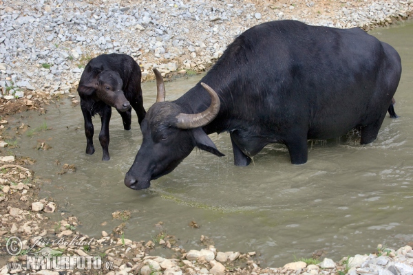 Búfalo de agua