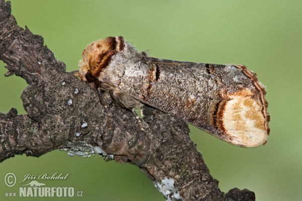 Buff-tip (Phalera bucephala)