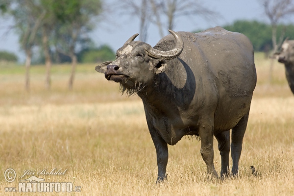 Buffalo (Bubalus bubalis)