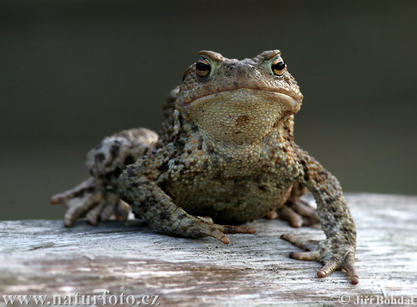 Bufo bufo