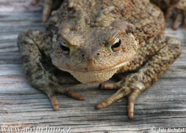 Bufo bufo