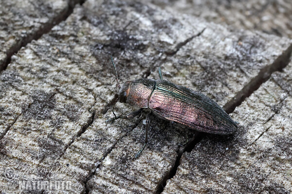 Buprestis rustica