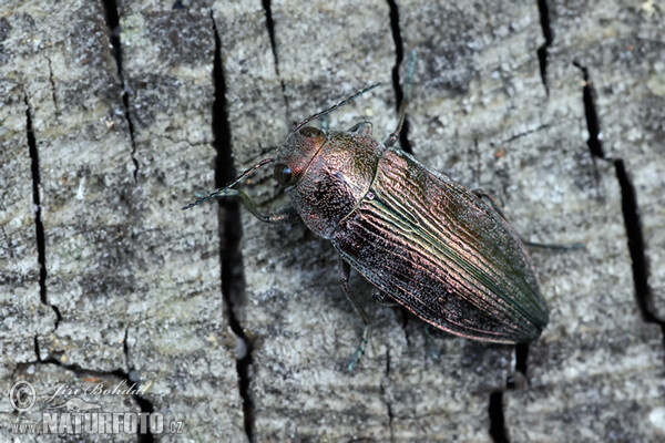 Buprestis rustica