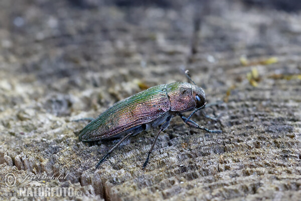 Buprestis rustica