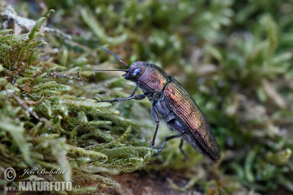 Buprestis rustica (Buprestis rustica)