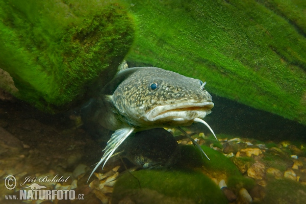 Burbot (Lota lota)