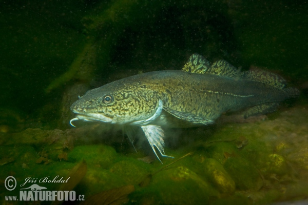 Burbot (Lota lota)