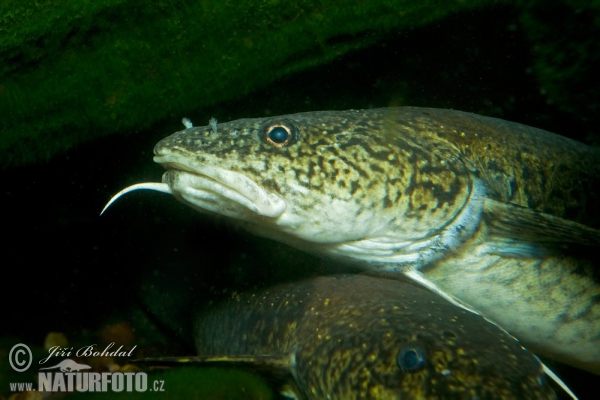 Burbot (Lota lota)