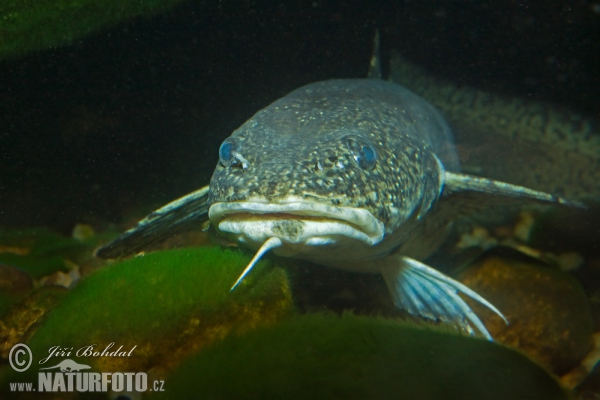 Burbot (Lota lota)