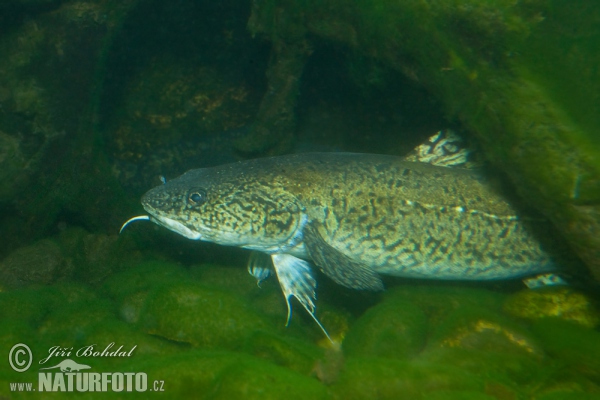 Burbot (Lota lota)