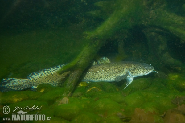 Burbot (Lota lota)