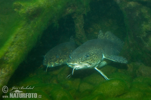 Burbot (Lota lota)