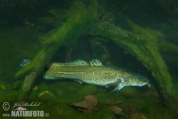 Burbot (Lota lota)