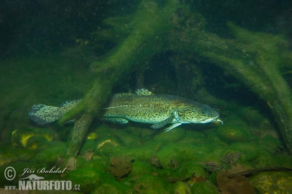 Burbot (Lota lota)