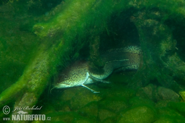 Burbot (Lota lota)