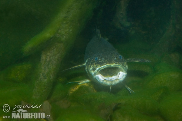 Burbot (Lota lota)