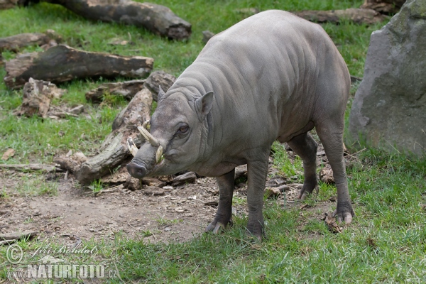 Buru Babirusa (Babyrousa babyrussa)