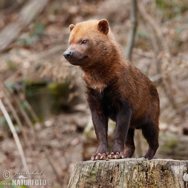 Bush Dog (Speothos venaticus)