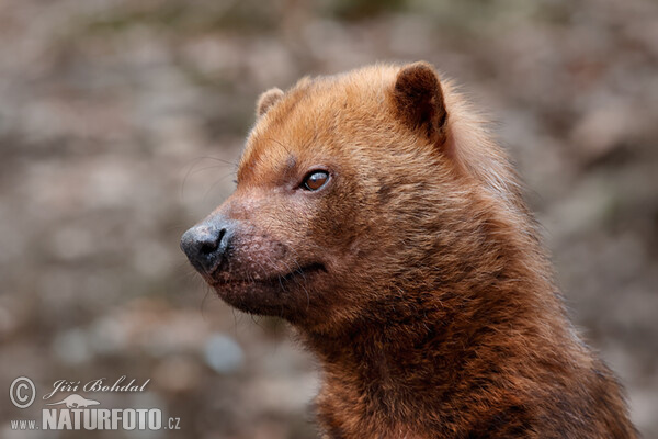 Bush Dog (Speothos venaticus)