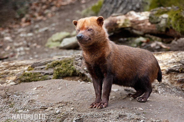 Bush Dog (Speothos venaticus)