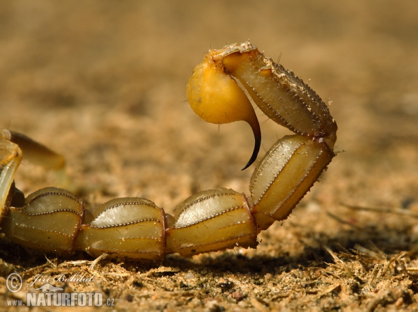 Buthus occitanus