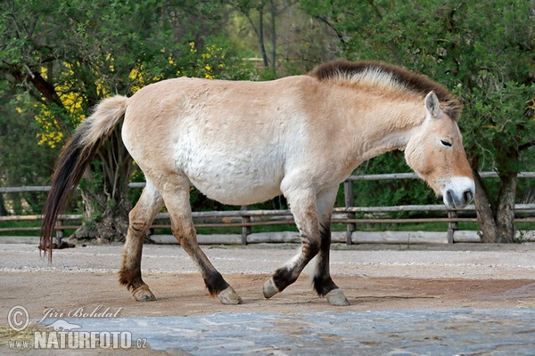 Caballo de Przewalski