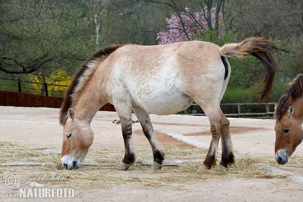 Caballo de Przewalski