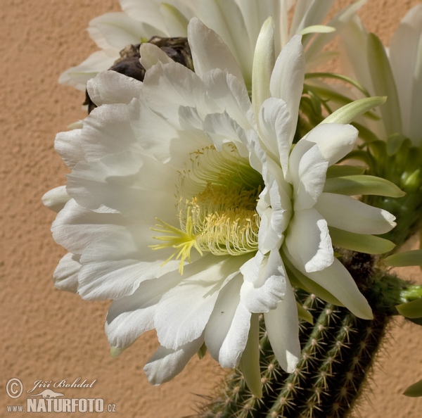 Cactus (Echinopsis sp.)