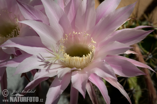 Cactus (Echinopsis oxygona)