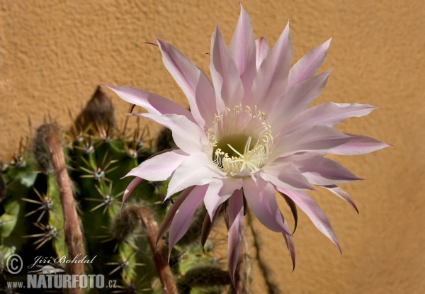 Cactus (Echinopsis oxygona)