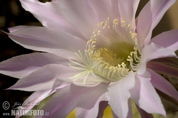 Cactus (Echinopsis oxygona)