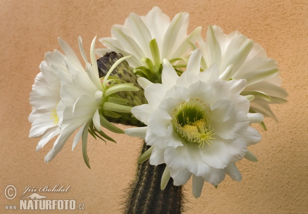 Cactus (Echinopsis sp.)