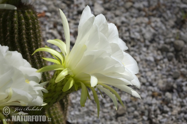 Cactus (Echinopsis sp.)