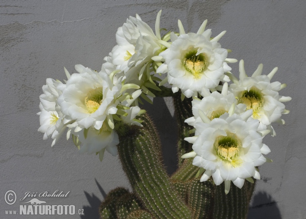 Cactus (Echinopsis sp.)