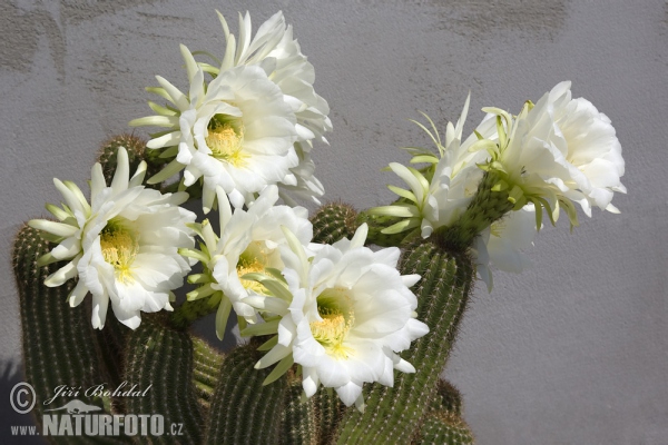 Cactus (Echinopsis sp.)