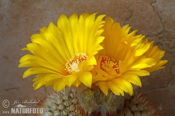 Cactus (Parodia aureispina)