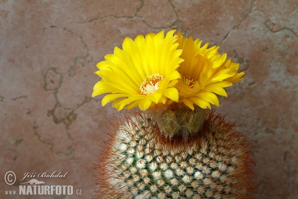 Cactus (Parodia aureispina)