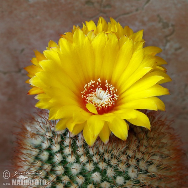 Cactus (Parodia aureispina)