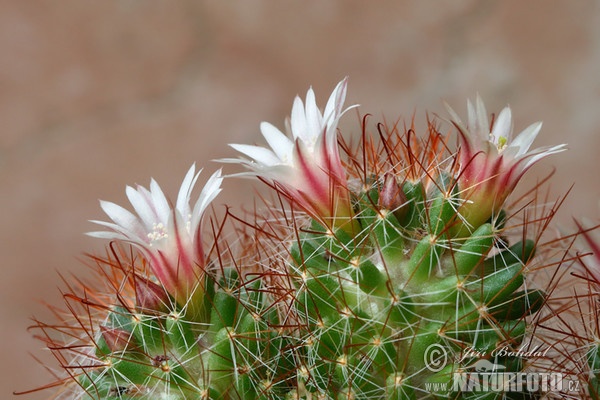 Cactus (Mammillaria sp.)