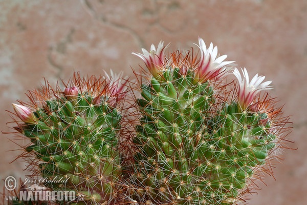 Cactus (Mammillaria sp.)