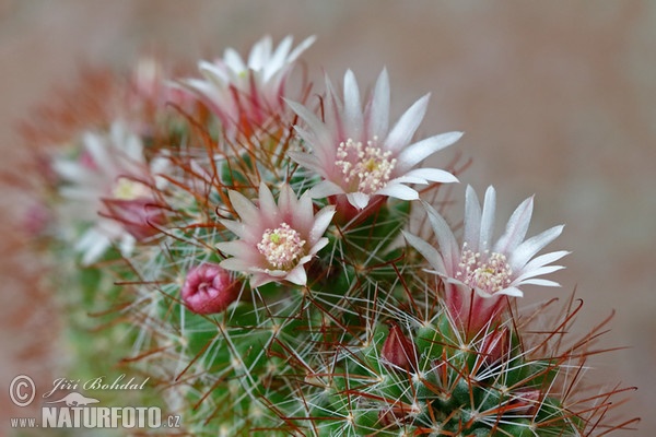 Cactus (Mammillaria sp.)