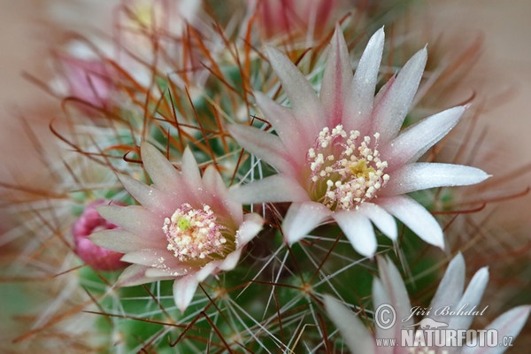 Cactus (Mammillaria sp.)