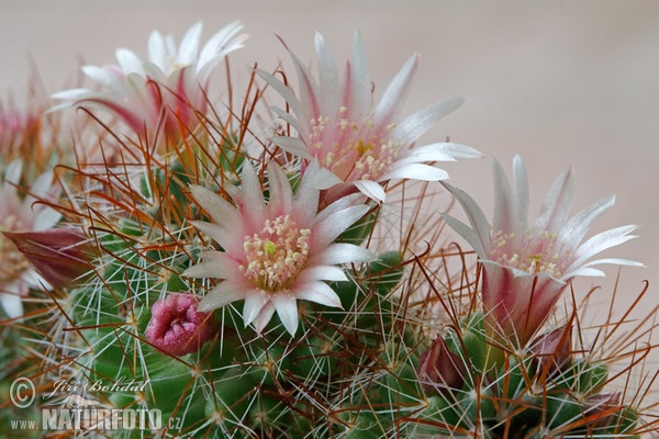 Cactus (Mammillaria sp.)