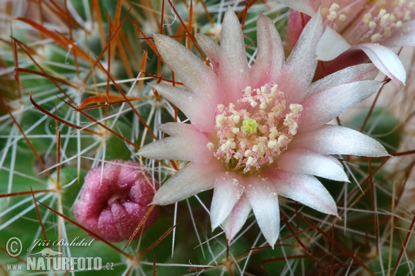 Cactus (Mammillaria sp.)