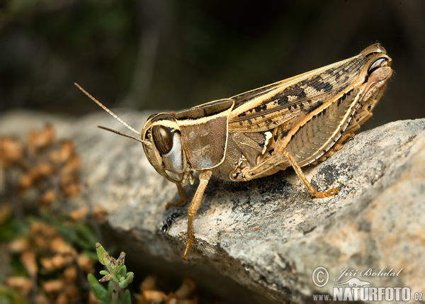 Califera sp.