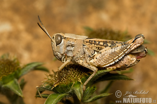 Califera sp.