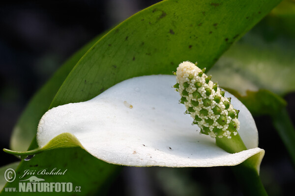 Calla palustris