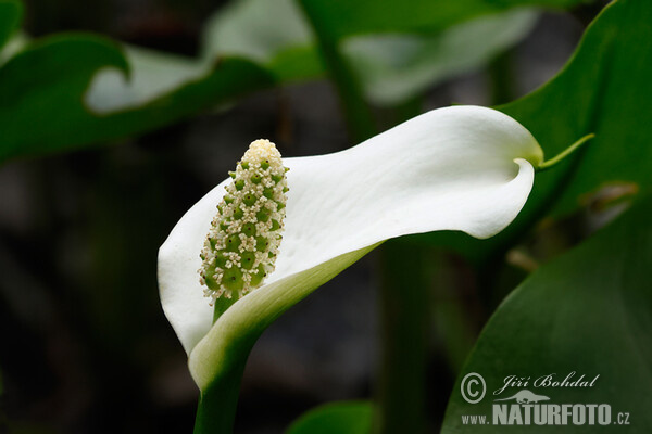 Calla palustris