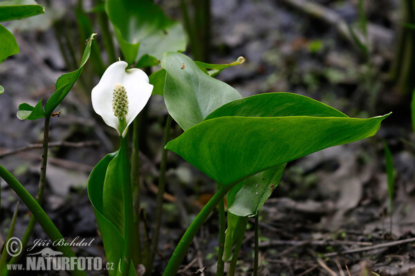 Calla palustris