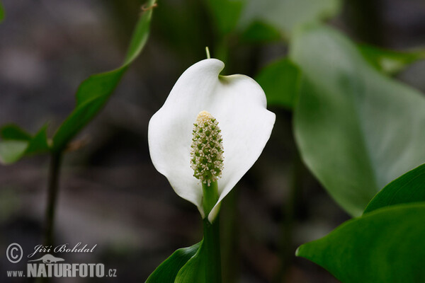 Calla palustris